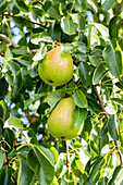 Pyrus communis 'Doyenné du Comice'