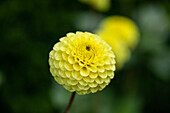 Dahlia 'Bernstein