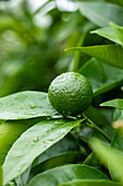 Citrus nobilis