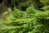 Juniperus x pfitzeriana 'Mathot