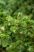 Picea pungens 'Lucky Strike'