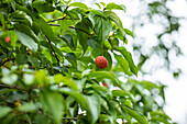 Cornus kousa