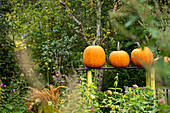Pumpkins in the garden