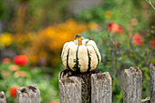 Pumpkins in the garden