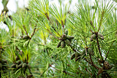 Pinus densiflora 'Pumila'.