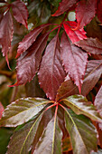 Parthenocissus quinquefolia 'Engelmannii'