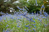 Salvia uliginosa