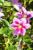 Clematis 'Piilu