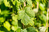 Vitis vinifera 'Strawberry Grape