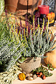 Autumn decoration with pumpkins and heather