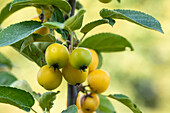 Malus x zumi 'Golden Hornet'