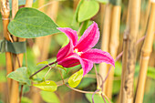 Clematis texensis 'Princess Diana'