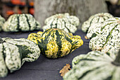 Cucurbita pepo subsp. pepo convar. microcarpina 'Crown gourd'.