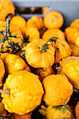 Pumpkins in ambience