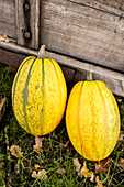 Cucurbita pepo 'Spaghetti'.