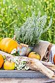 Autumn decoration - pumpkin, apple and heather