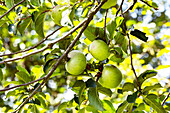 Malus 'Krügers Dickstiel'