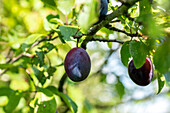 Prunus domestica subso. Domestica