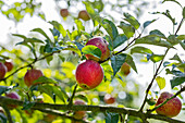 Malus 'Fießers Erstling