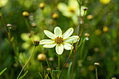 Coreopsis verticillata 'Moonbeam'