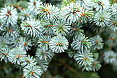 Picea sitchensis 'Silberzwerg' (Silver Dwarf)