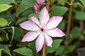 Clematis Omoshiro