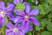 Clematis 'Mrs N. Thompson'