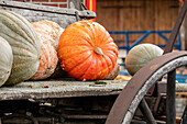 Pumpkins on a hay wagon