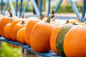 Pumpkins lined up