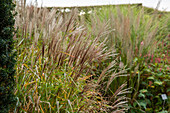 Miscanthus sinensis 'Nippon'.