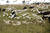 Cattle egret flock in flight