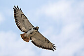 Augur buzzard in flight