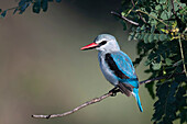 Woodland kingfisher perching on branch