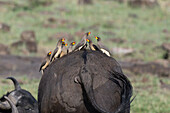 Yellow-billed oxpeckers on cape buffalo