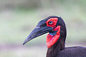 Southern ground hornbill