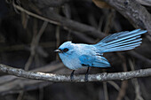 African blue flycatcher perching on branch