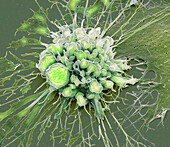 Chemotherapy induced cell death, SEM