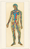 Distribution of the Blood Vessels