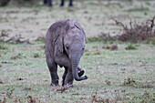 African bush elephant calf