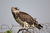Black-chested snake eagle perching on branch
