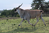 Eland bull trotting on grass