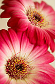 Barberton daisy (Gerbera jamesonii) flowers