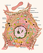 Liver cell, illustration