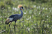 Grey-crowned crane standing in grass