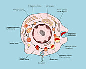 Heterophagy, illustration