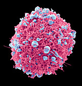 Respiratory Syncytial Virus, SEM