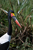 Saddle-billed stork