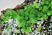 Konichalcit and Adaminea minerals