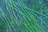 Paludicola turfosa algae, light micrograph