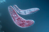 Blepharisma protozoan, light micrograph